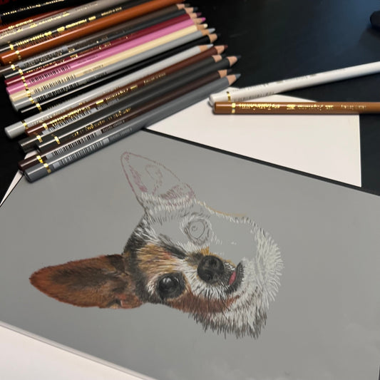 Colored pencil drawing in progress of a chihuahua