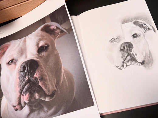 pencil sketch in progress of a white pitbull dog
