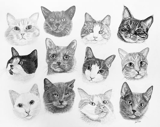 A Collection of Cats!